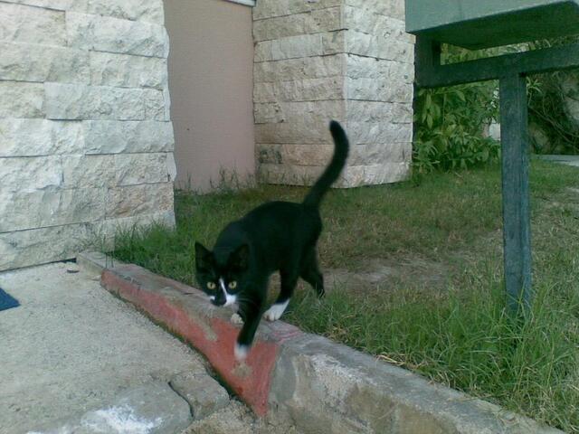 Гёйнюк, коты отельные. Котэ №1