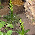 IMG_1603.jpg