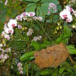 IMG_1605.jpg