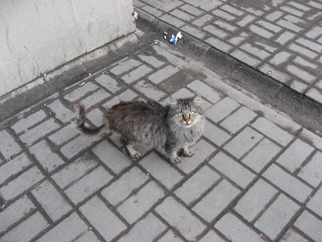 Уличная кошка, Ростов-на-Дону