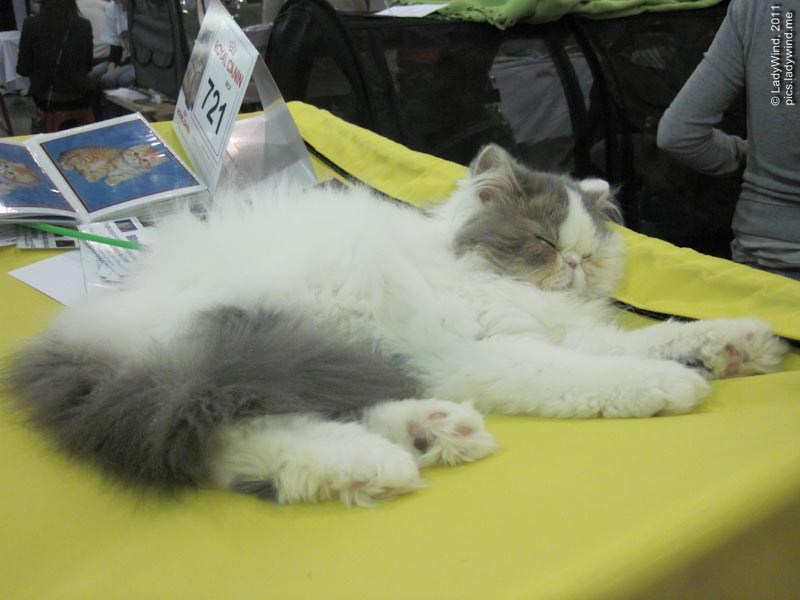 cat20111203_40.jpg