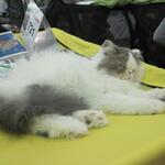 cat20111203_40.jpg