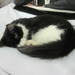 cat20111203_49.jpg