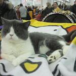 cat20111203_52.jpg