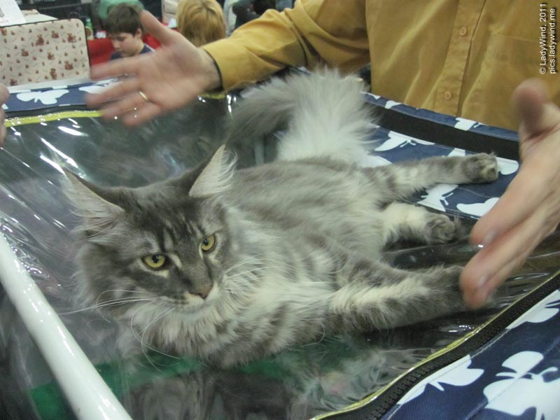 cat20111203_53.jpg