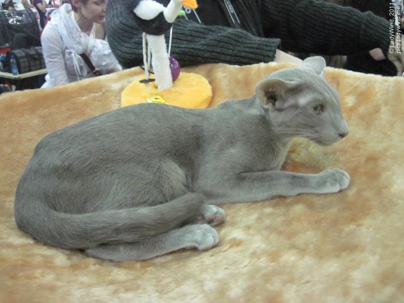 cat20111203_55.jpg