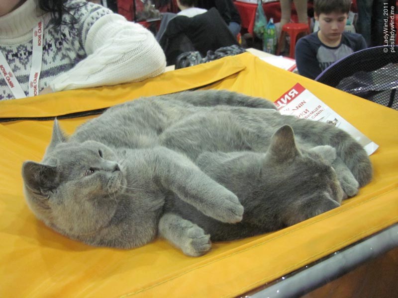 cat20111203_59.jpg