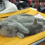 cat20111203_59.jpg