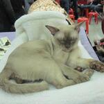 cat20111203_63.jpg