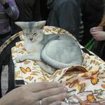 cat20111203_67.jpg