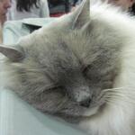 cat20111203_72.jpg