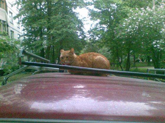 Кот у подъезда