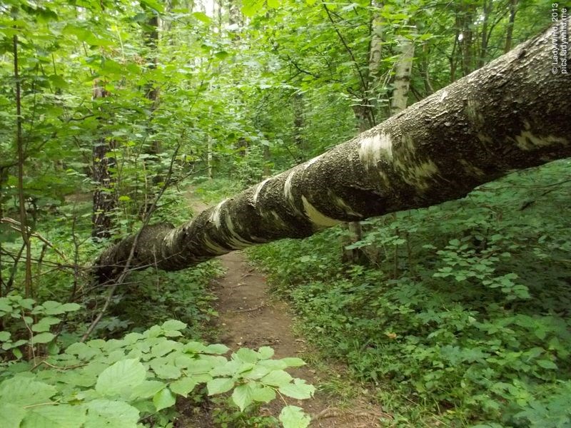 Это дерево. Оно упало