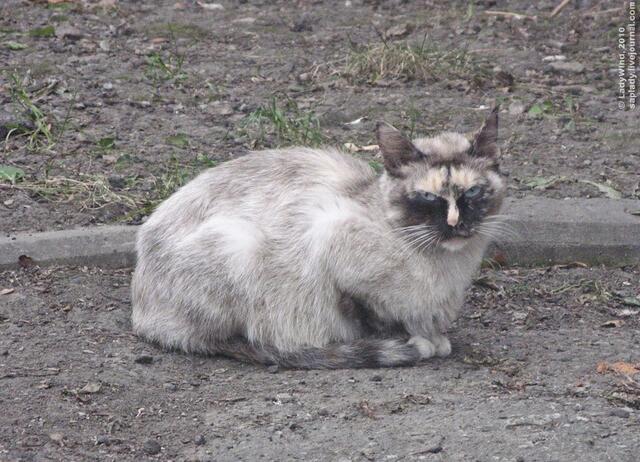 Чё такая дерзкая?